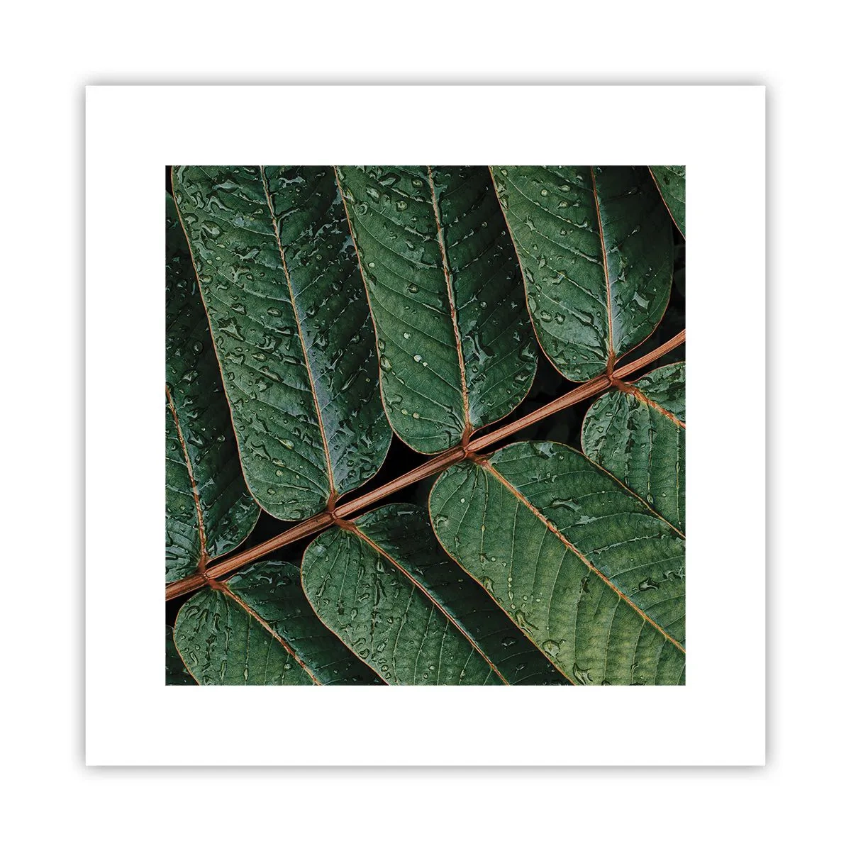 Pôster - Num ritmo verde - 30x30 cm