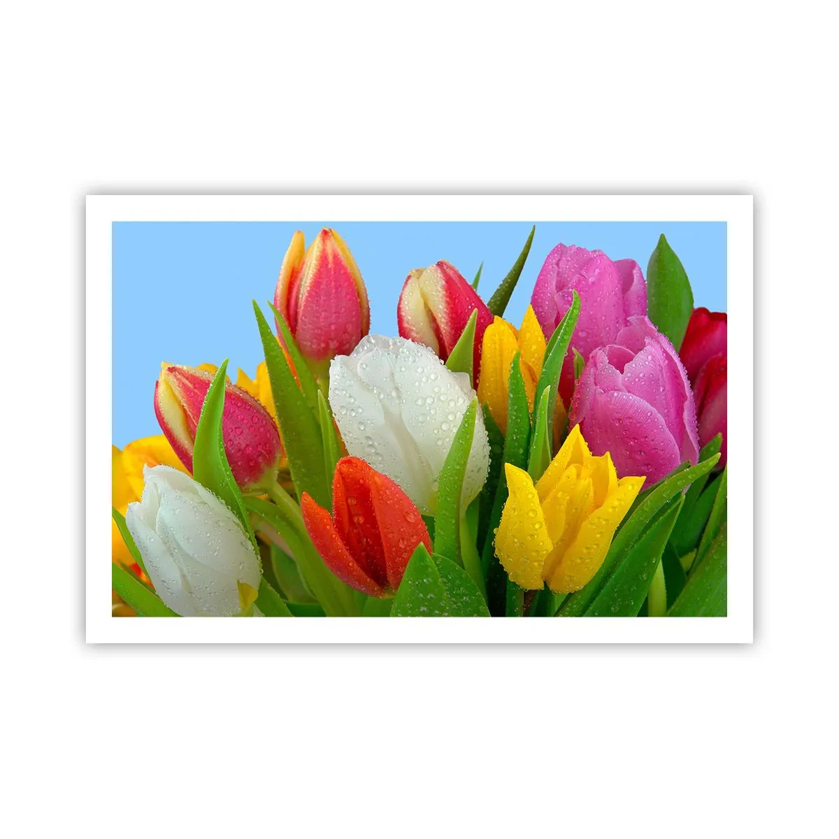 Pôster - Arco-íris floral em gotas de orvalho - 91x61 cm