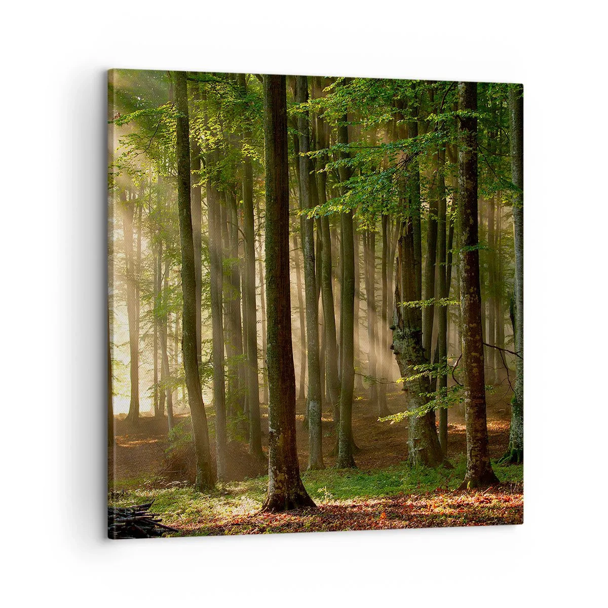 Quadro em tela - Radiante em uma manhã de primavera - 60x60 cm