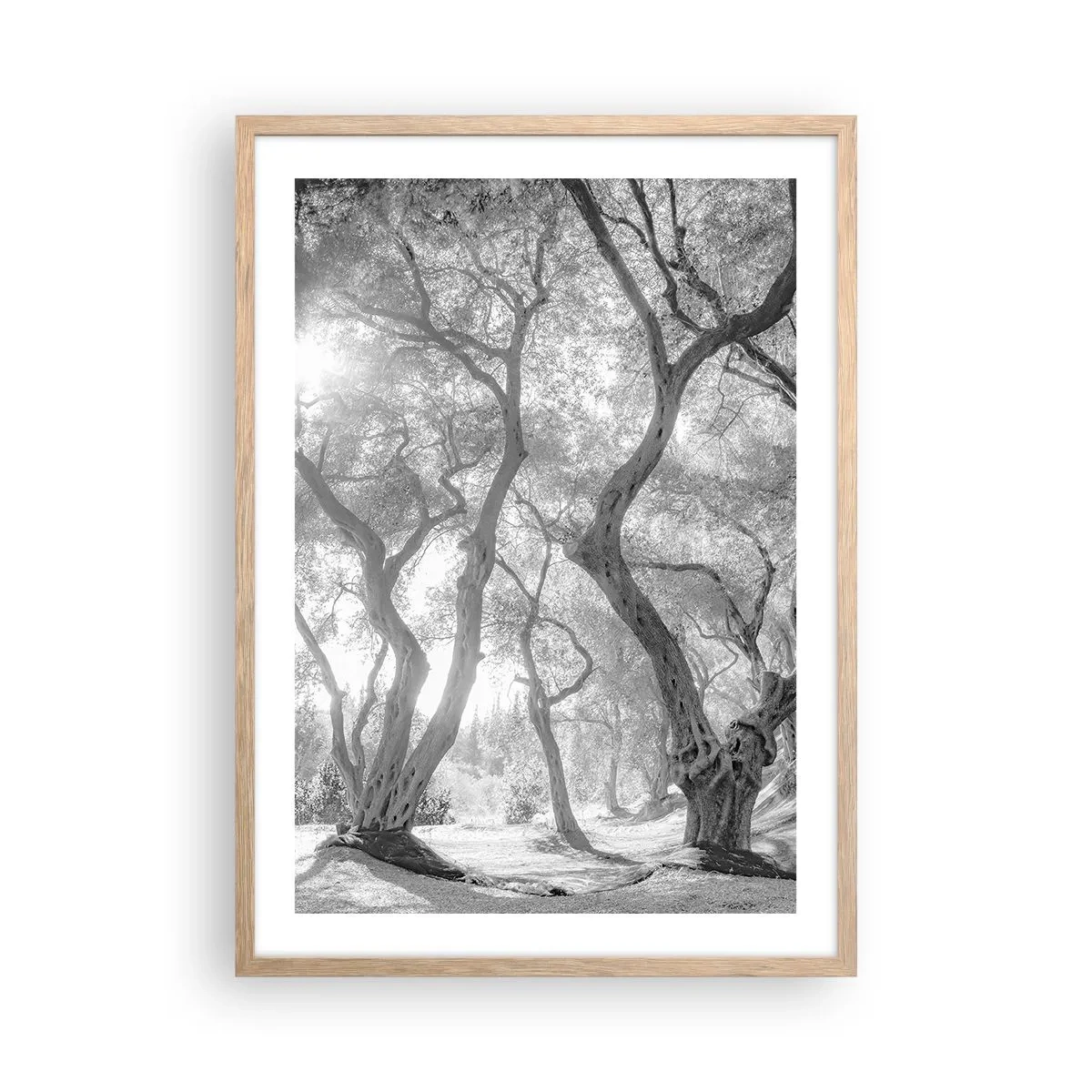 Pôster com moldura de carvalho claro - No olival - 50x70 cm