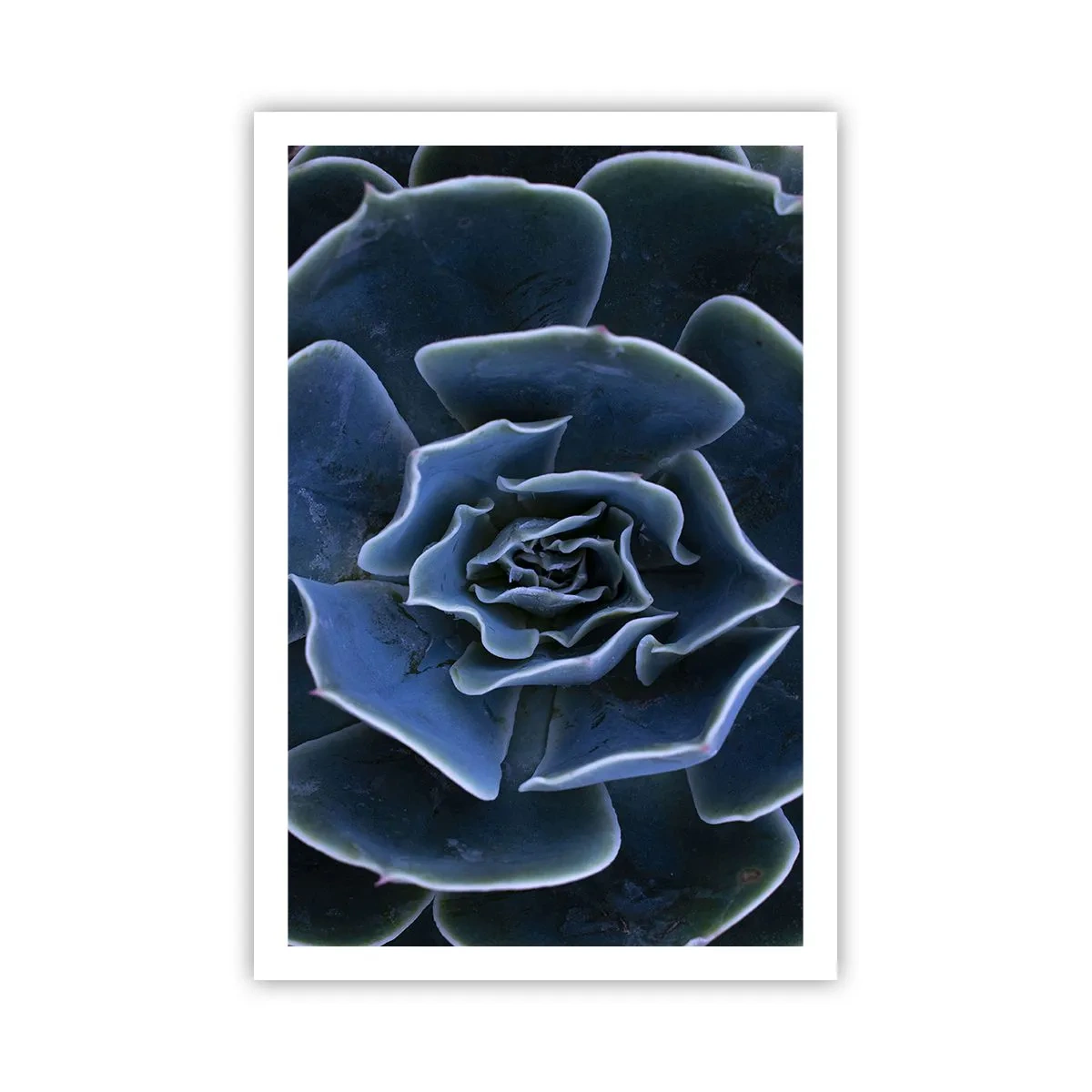 Pôster - Flor do deserto - 61x91 cm