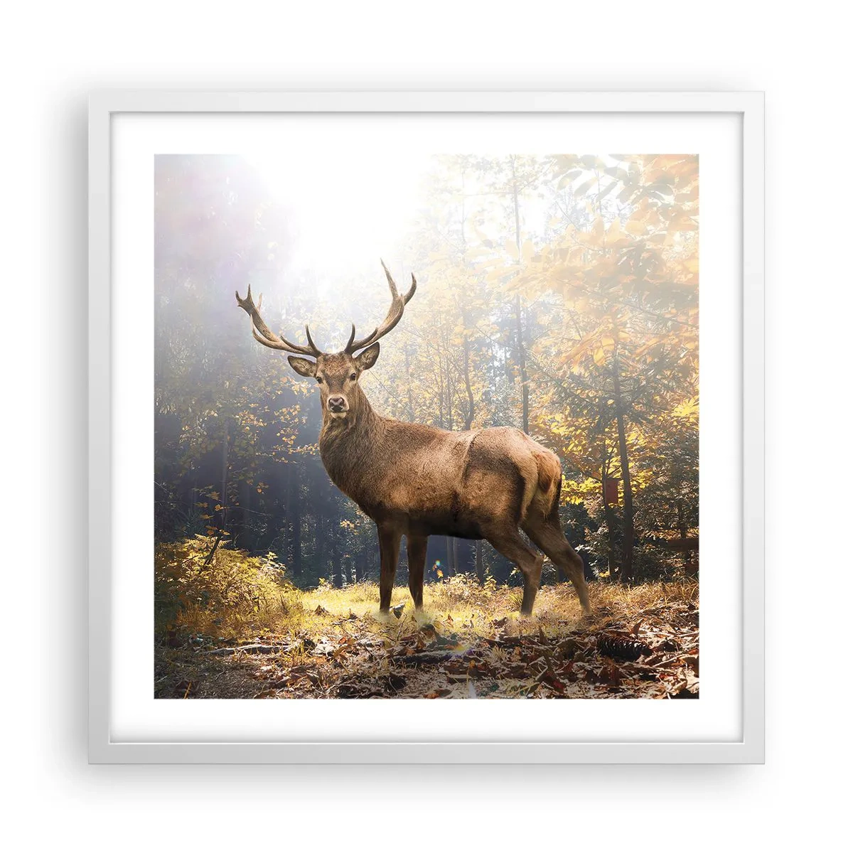 Pôster em moldura branca - Em plena majestade - 50x50 cm