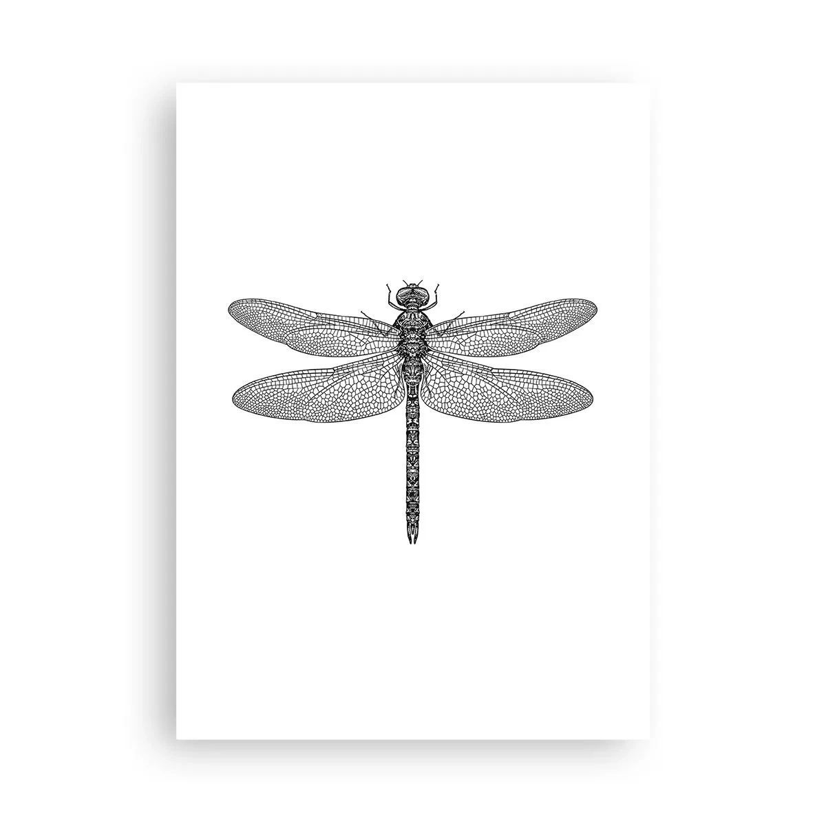 Pôster - Precisão da natureza - 50x70 cm