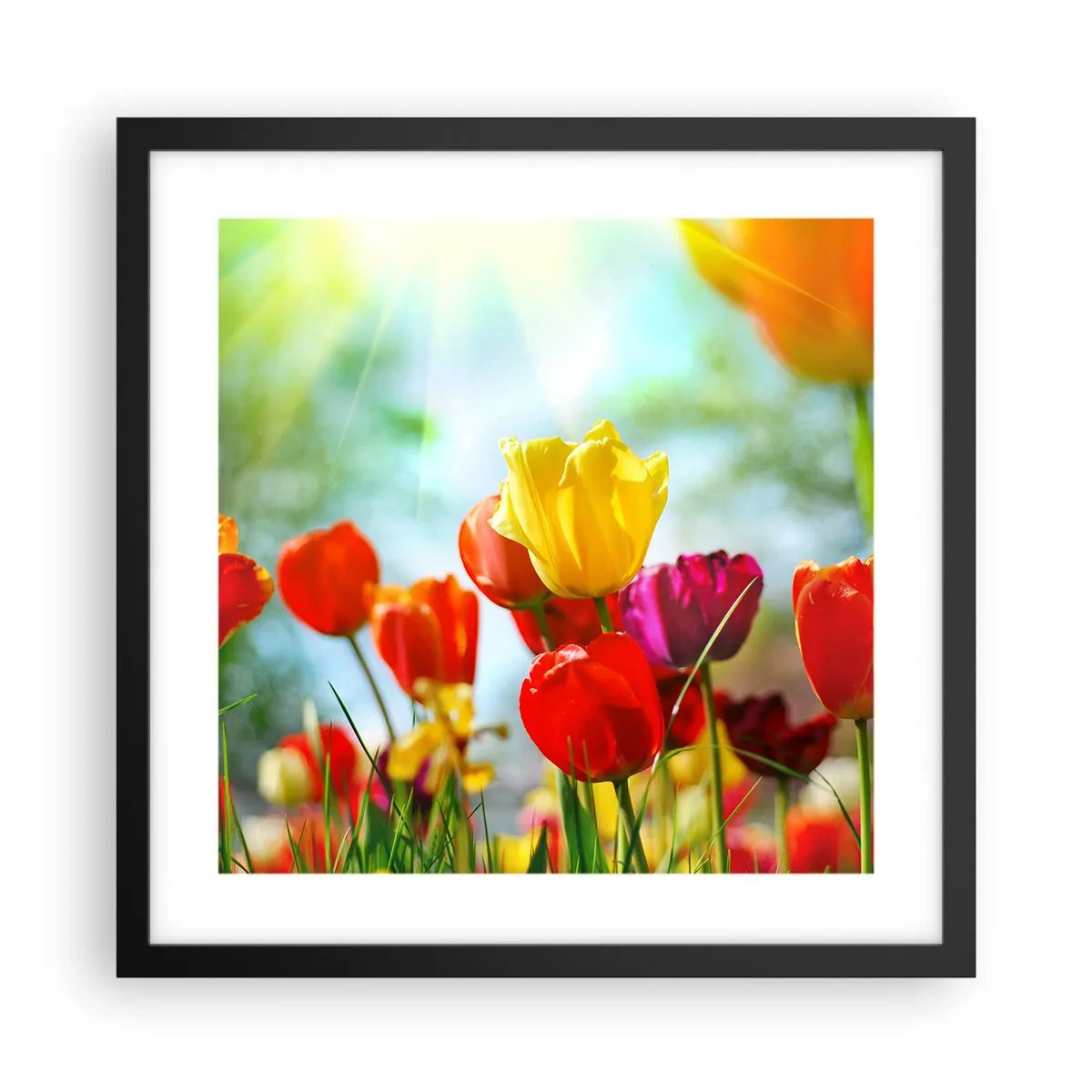 Pôster com moldura preta - Todas as cores do sol - 40x40 cm