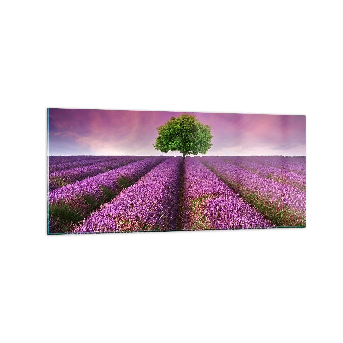 Quadro em vidro - Nos campos de lavanda - 120x50 cm