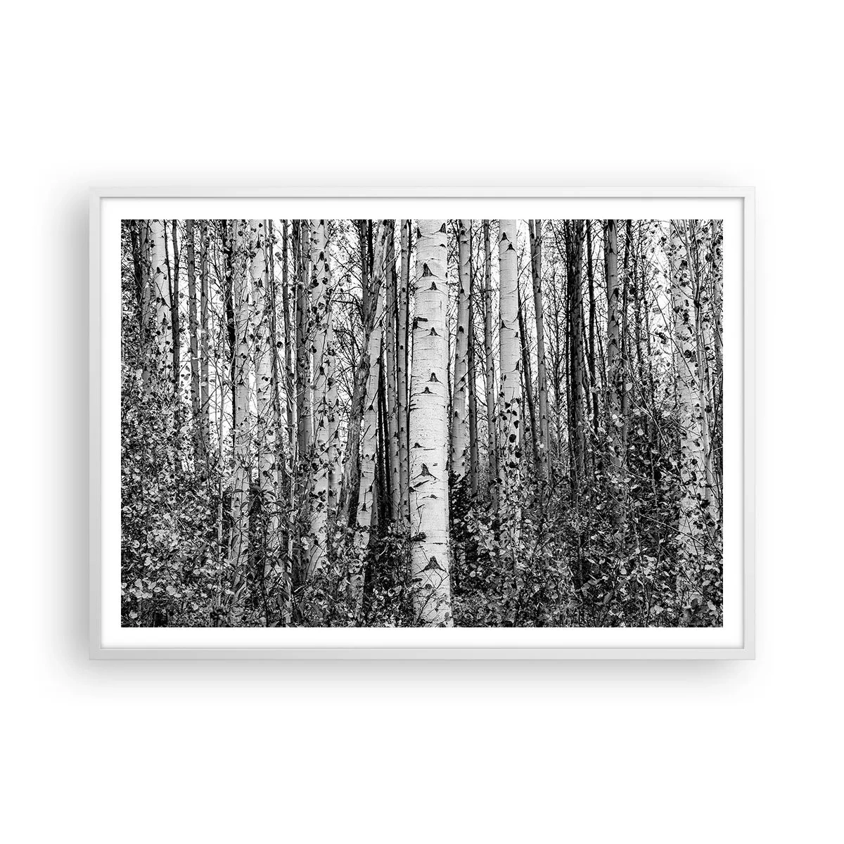 Pôster em moldura branca - Colunata de bétula - 100x70 cm