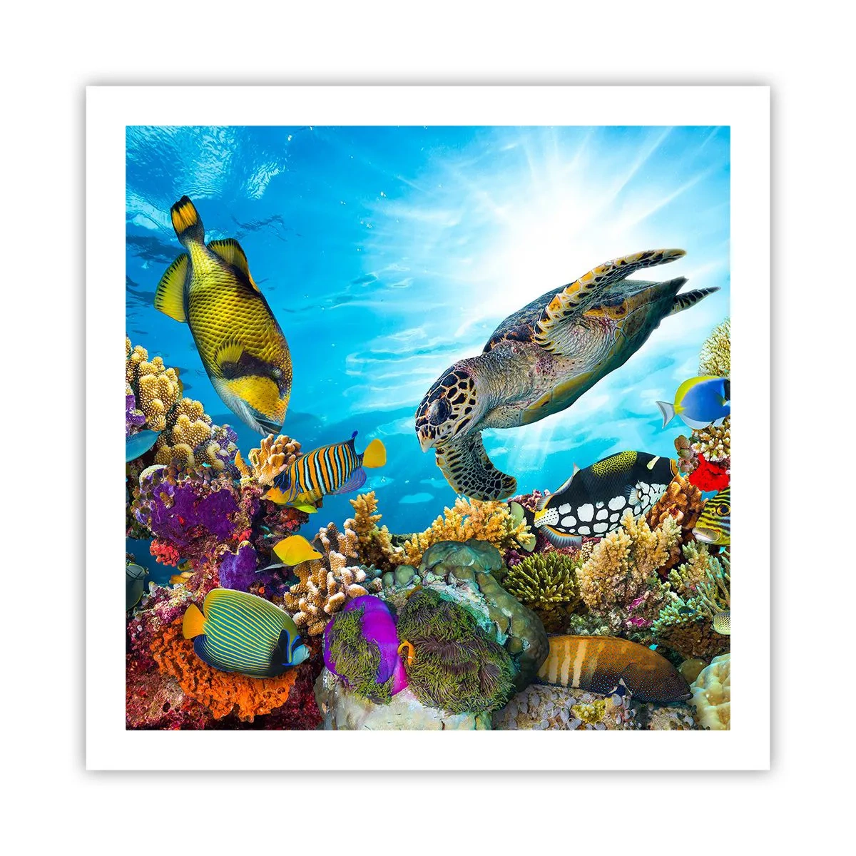 Pôster - Alameda dos corais - 60x60 cm