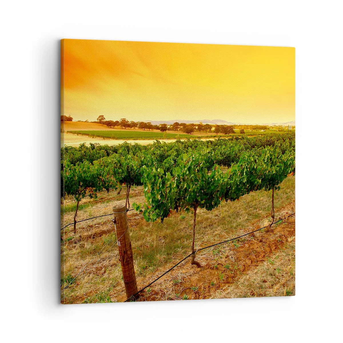 Quadro em tela - Sede de sol - 50x50 cm