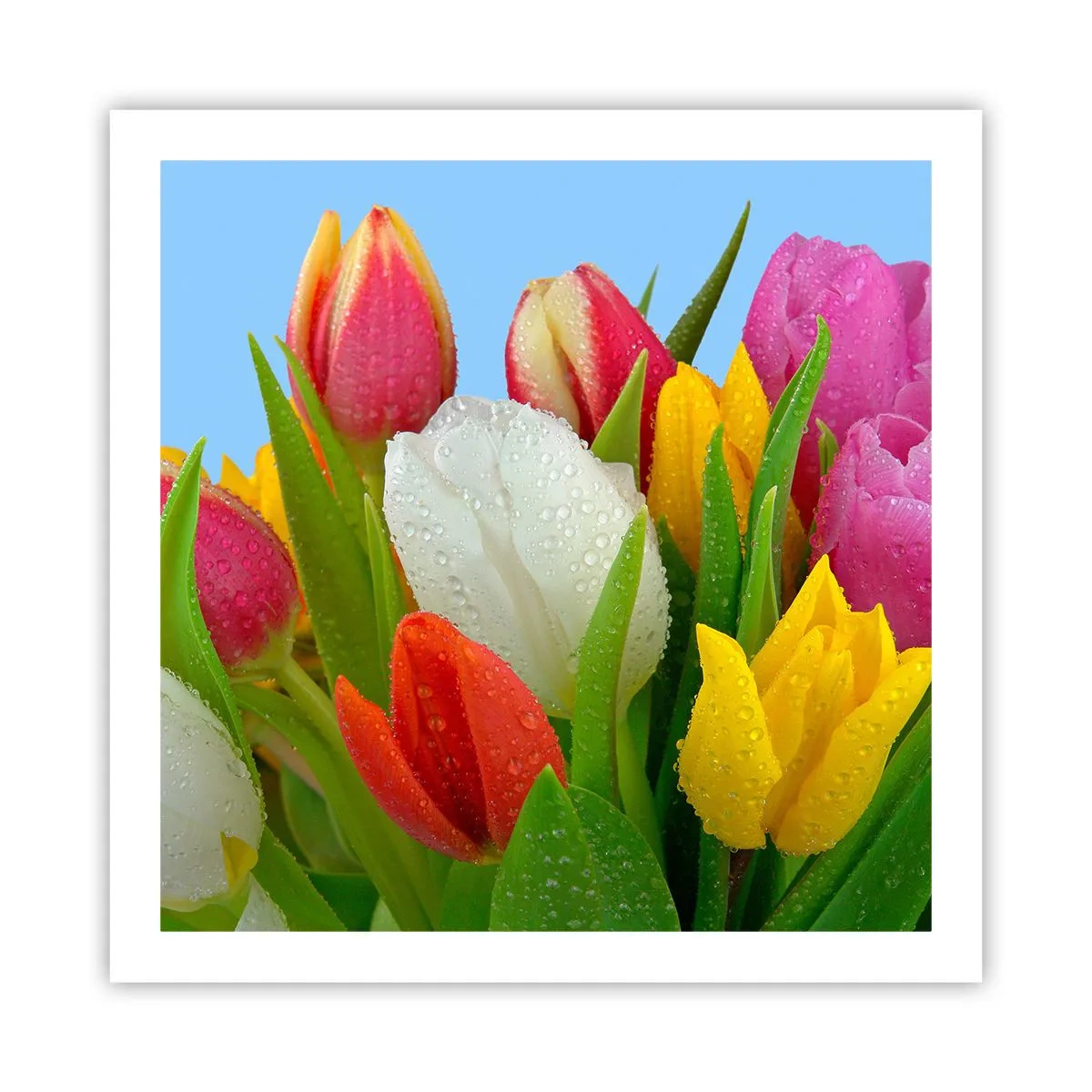Pôster - Arco-íris floral em gotas de orvalho - 60x60 cm