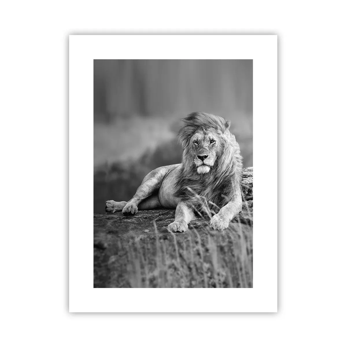 Pôster - Sesta real - 30x40 cm