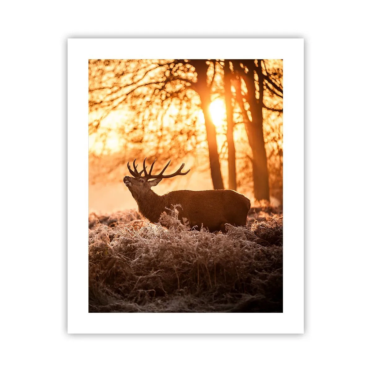 Pôster - O sonho do caçador - 40x50 cm