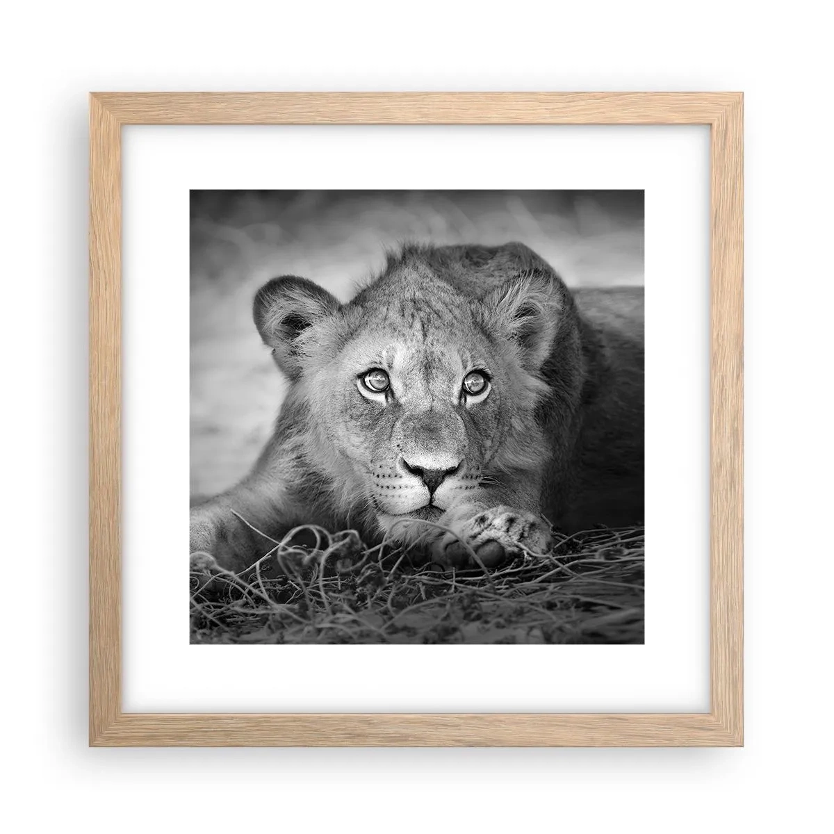 Pôster com moldura de carvalho claro - Cachorro real - 30x30 cm