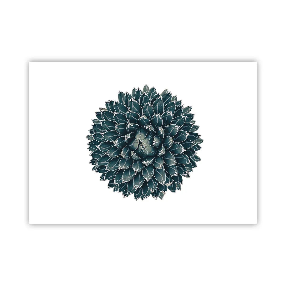 Pôster - Estrela do Deserto - 70x50 cm