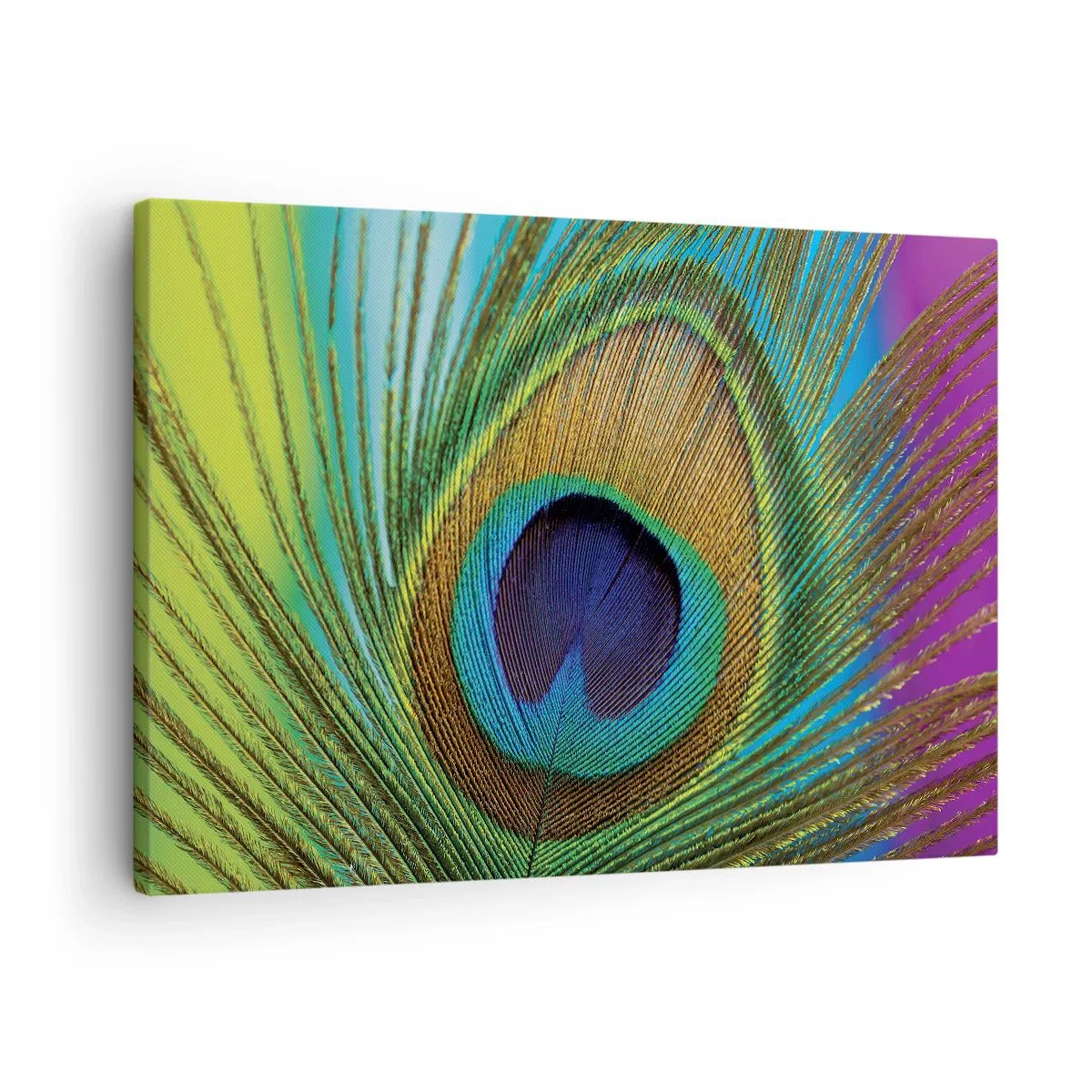 Quadro em tela - Close-up de uma pena de pavão com cores vivas - 70x50cm - Olho no olho - Decoração de parede moderna para a sala de estar e quarto ARTTOR
