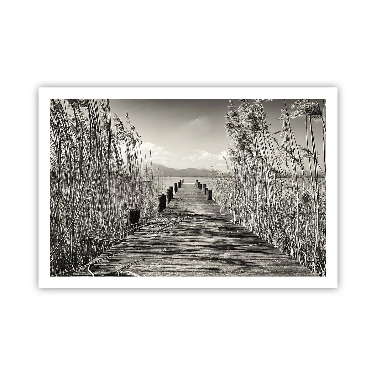 Pôster - No silêncio da relva - 91x61 cm