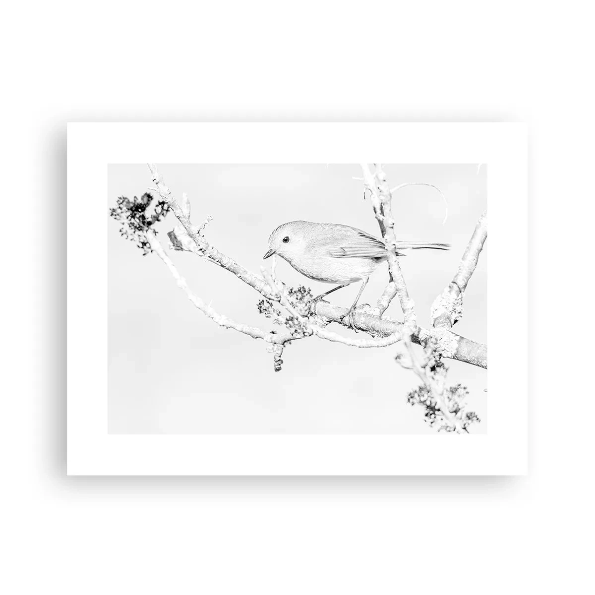 Pôster - Manhã de inverno - 40x30 cm