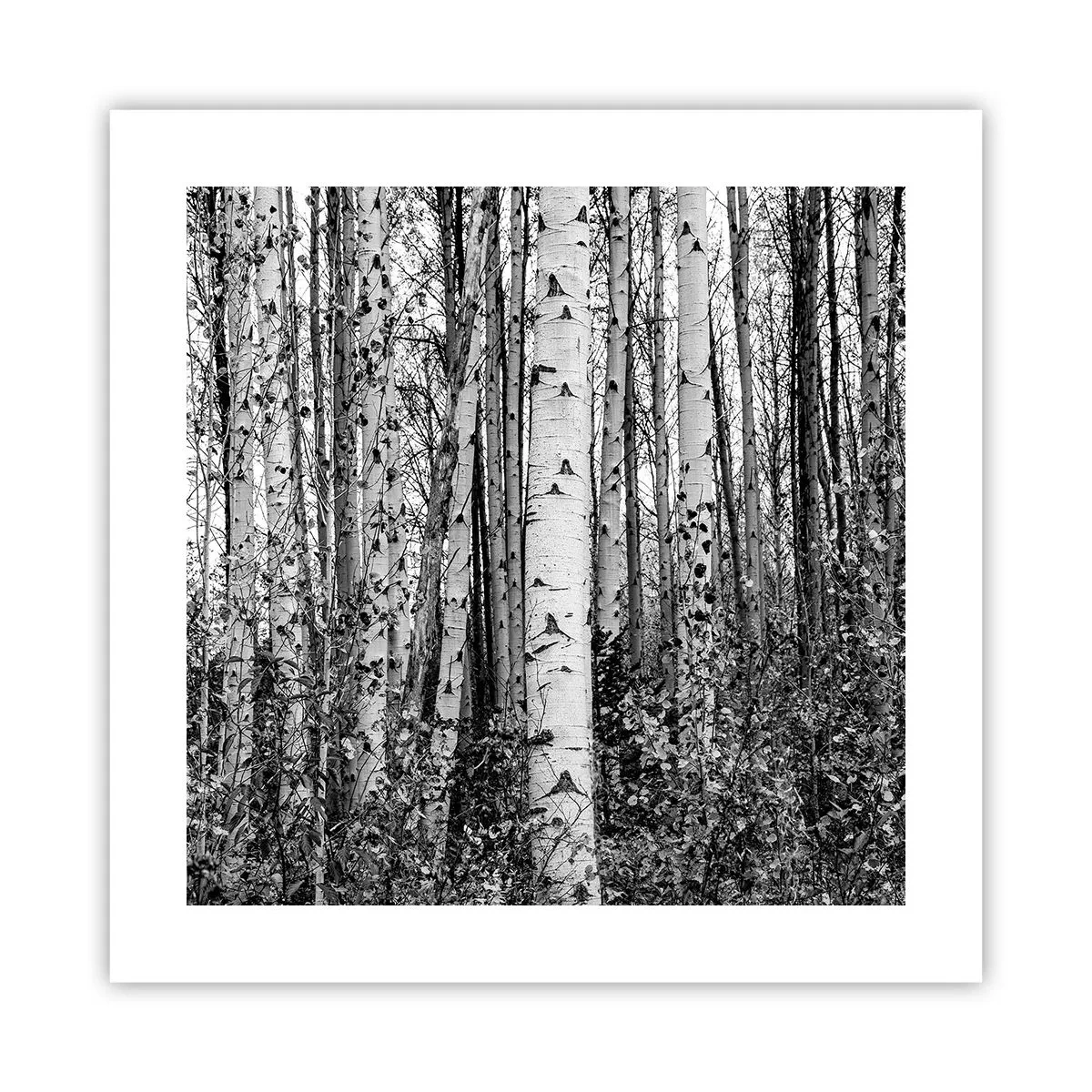 Pôster - Colunata de bétula - 40x40 cm