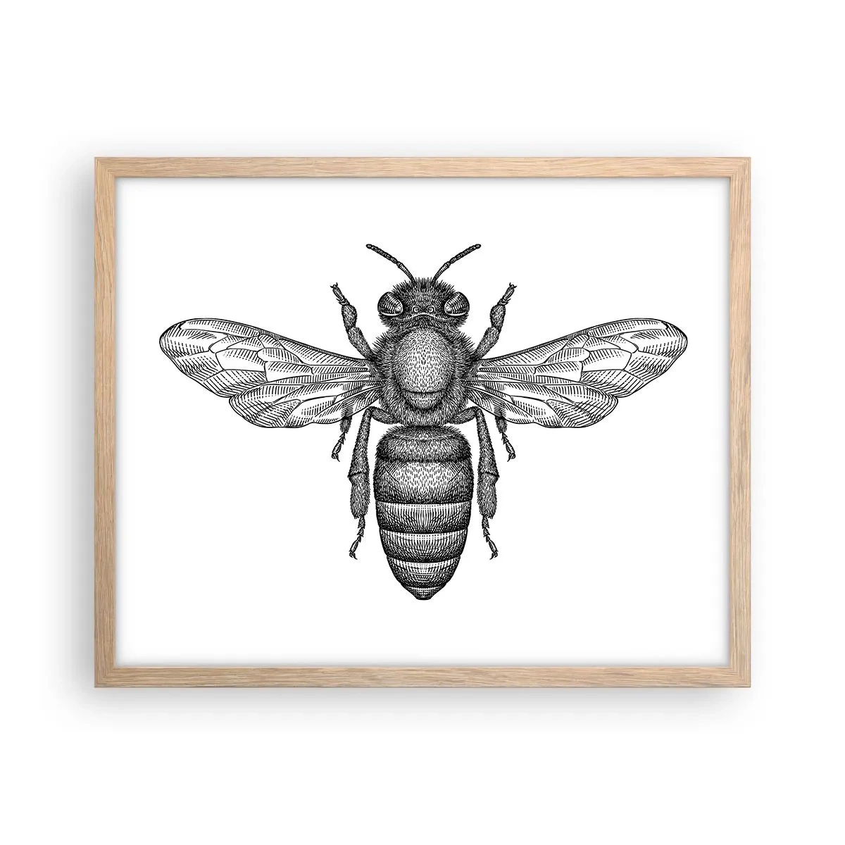 Pôster com moldura de carvalho claro - Retrato de um inseto - 50x40 cm