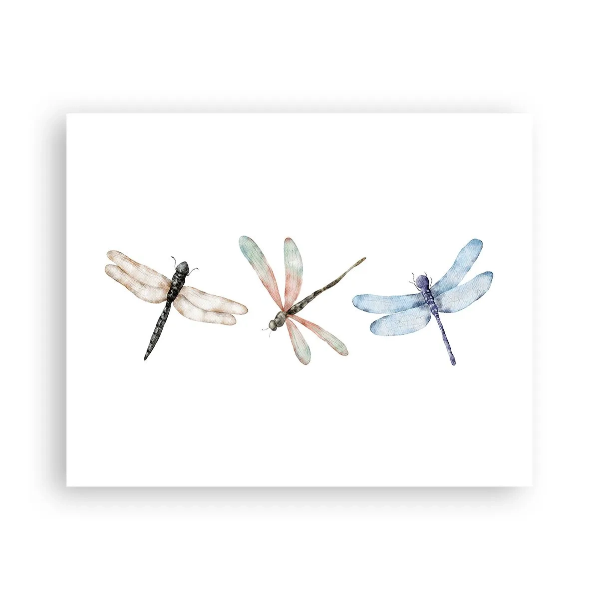 Pôster - Libélulas sem peso - 50x40 cm