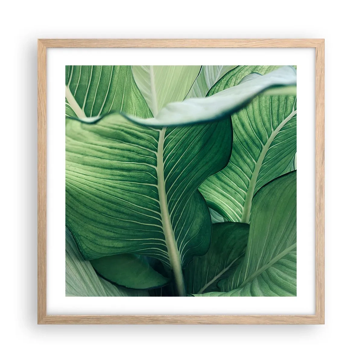 Pôster com moldura de carvalho claro - Vida intensamente verde - 50x50 cm