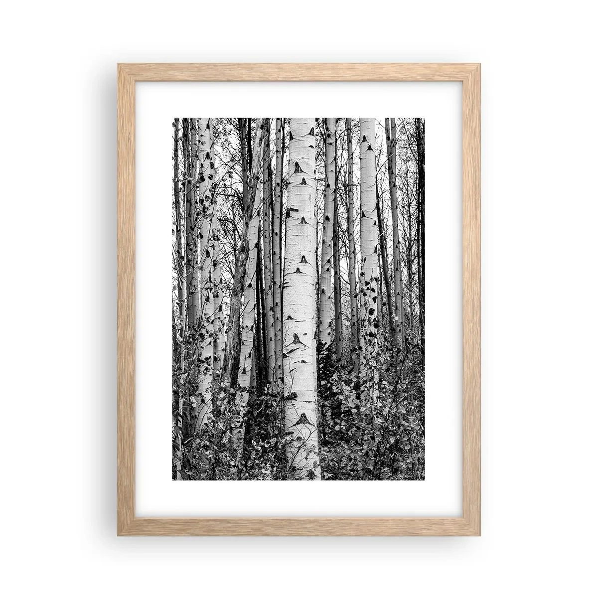 Pôster com moldura de carvalho claro - Colunata de bétula - 30x40 cm