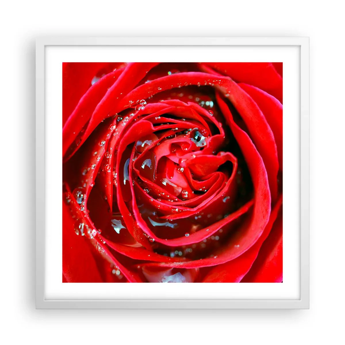 Pôster em moldura branca - Em gotas de orvalho - 50x50 cm