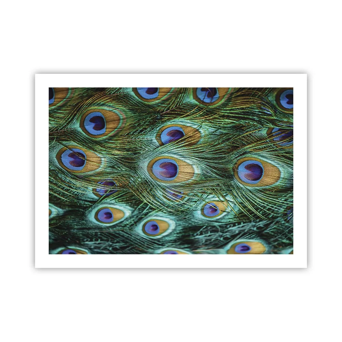 Pôster - Um olhar de pavão - 70x50 cm