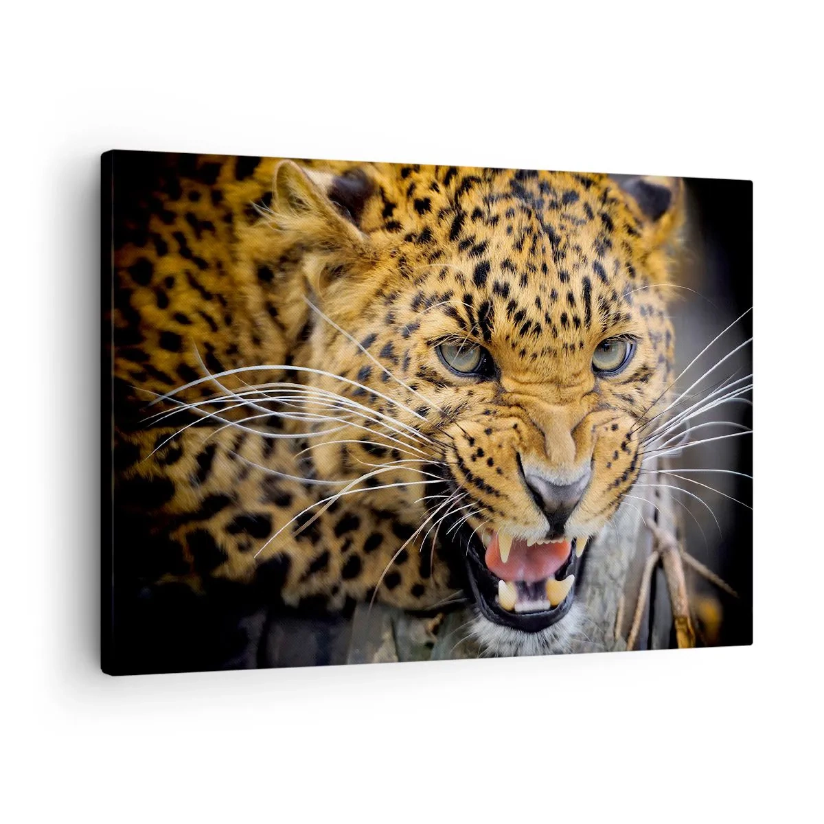 Quadro em tela - Um close de um leopardo ameaçador com suas presas à mostra. - 70x50cm - Não se aproxime, estou a avisar! - Decoração de parede moderna para a sala de estar e quarto ARTTOR