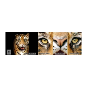 Amostra de Papel de Parede Standard Eco - Coração selvagem - Animais, Tigre, Predador - 100x30 cm