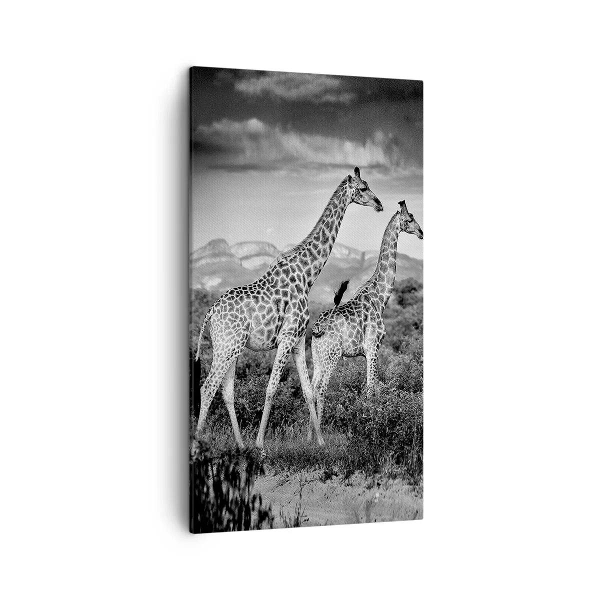 Quadro em tela - Alta Sociedade na África - 45x80 cm