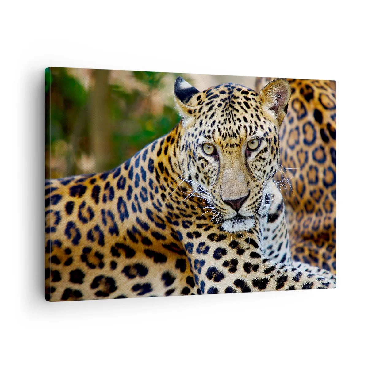 Quadro em tela - Onça descansando em um ambiente natural com fundo verde. - 70x50cm - Selvagem e tranquilo - Decoração de parede moderna para a sala de estar e quarto ARTTOR