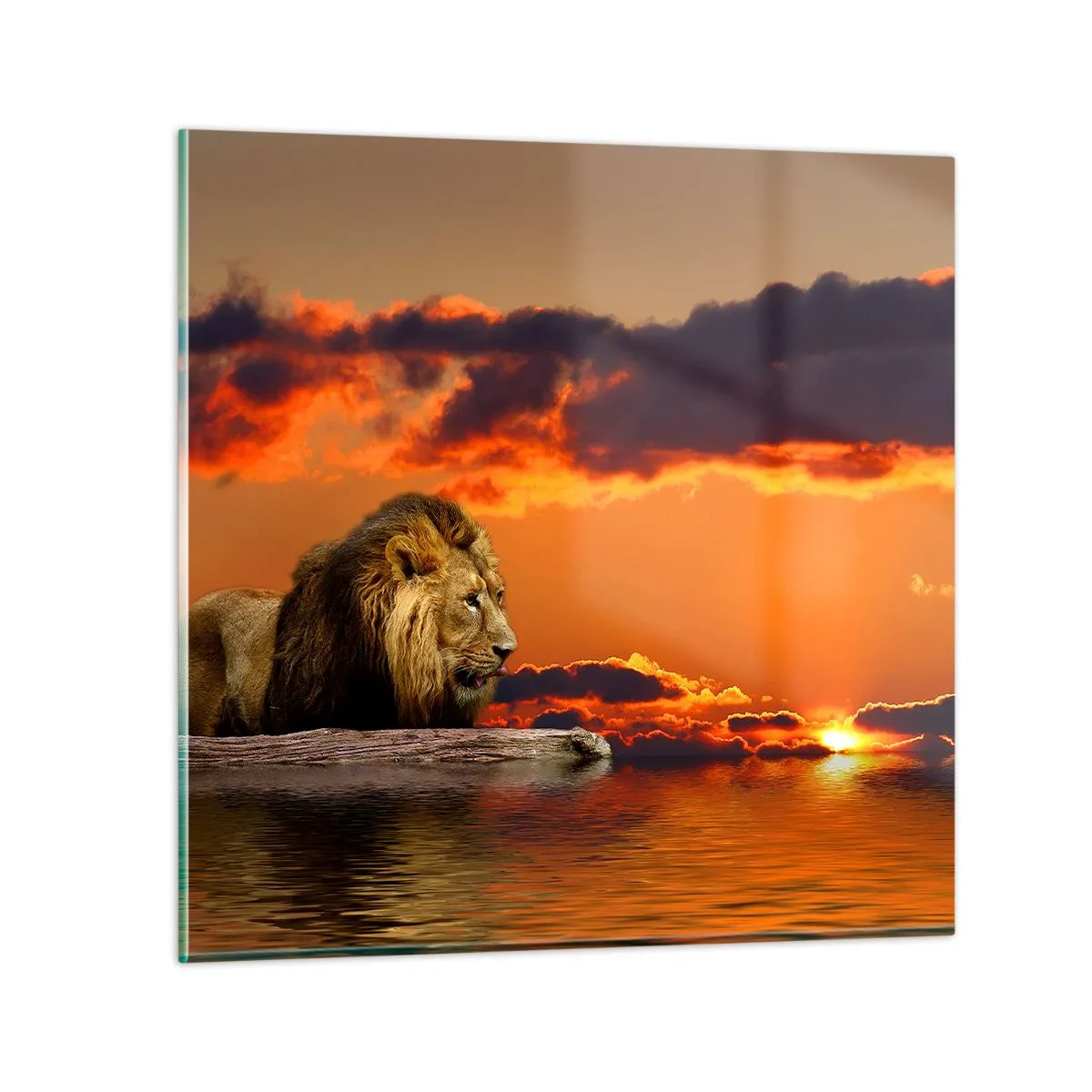 Quadro em vidro - Rei da natureza - 30x30 cm