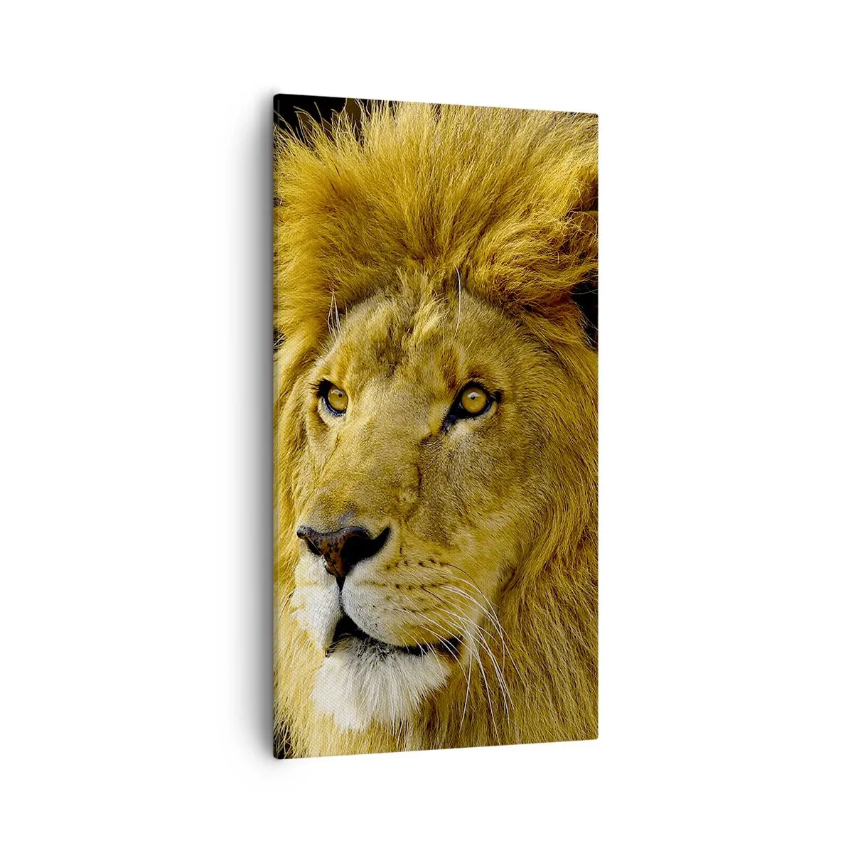 Quadro em tela - Retrato do Rei - 55x100 cm