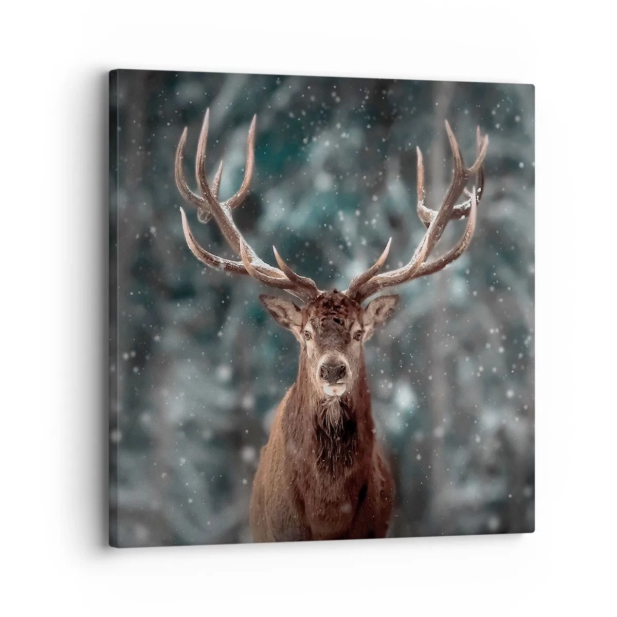 Quadro em tela - O rei coroado da floresta  - 30x30 cm
