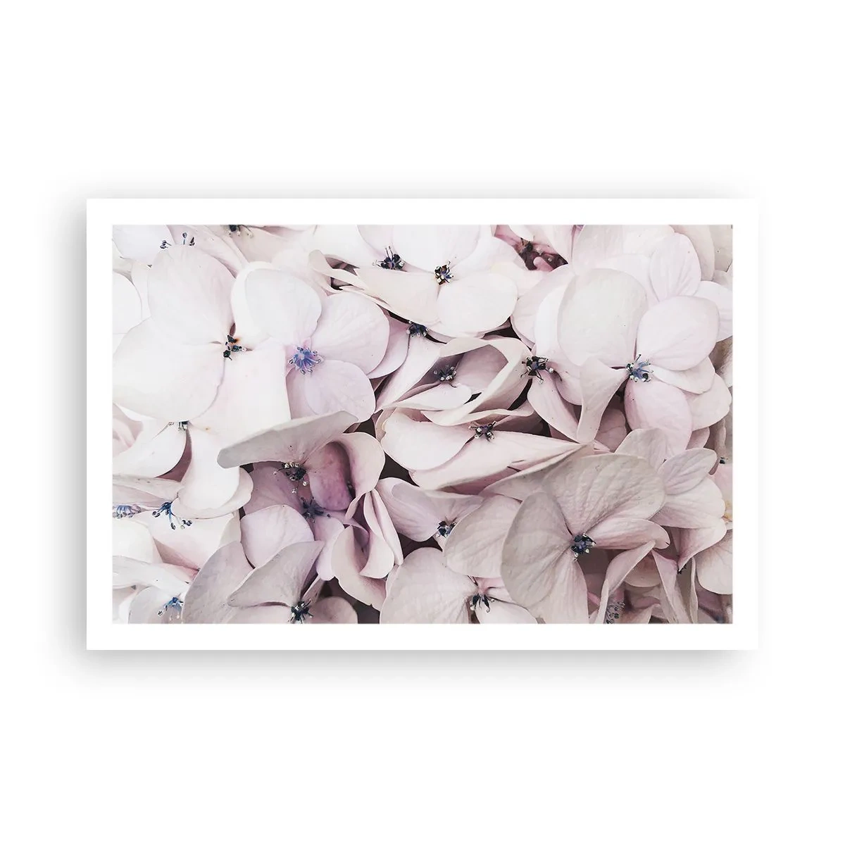 Pôster - Em uma inundação de flores - 91x61 cm