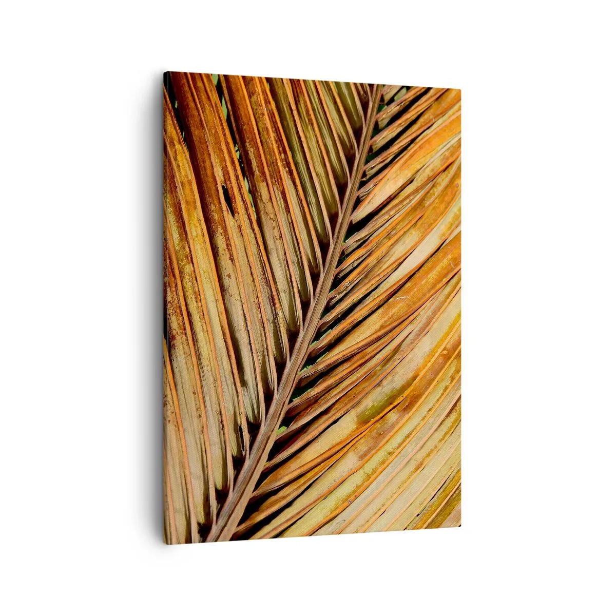 Quadro em tela - Ouro de coco - 50x70 cm