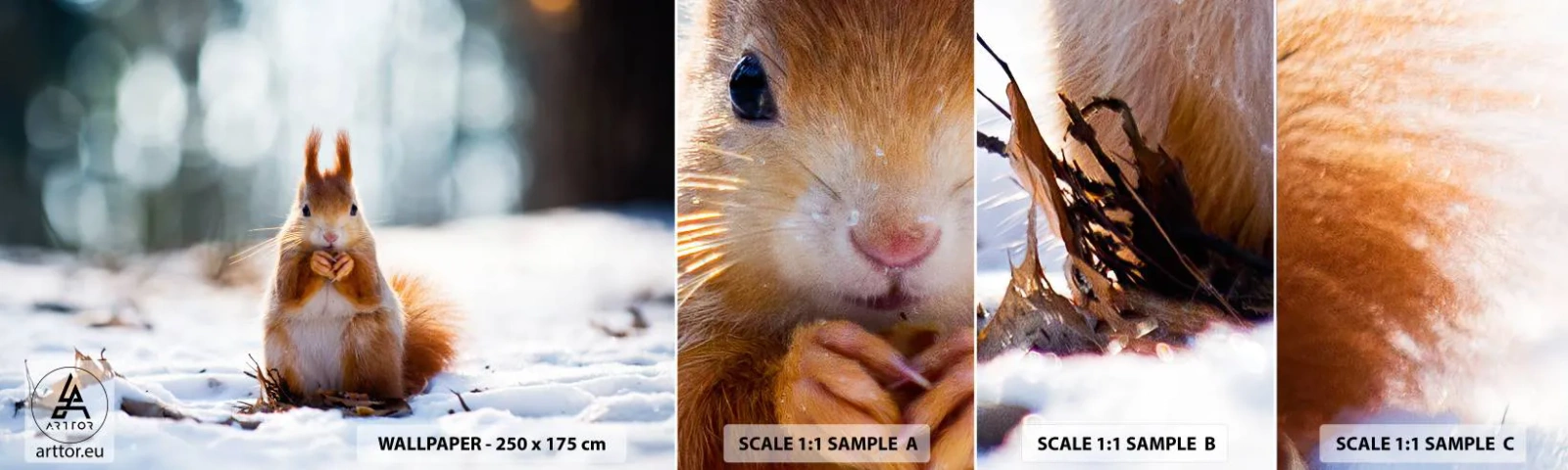 Amostra de Papel de Parede Standard Eco - Para o que estás a olhar? - Animais, Esquilo, Inverno - 100x30 cm