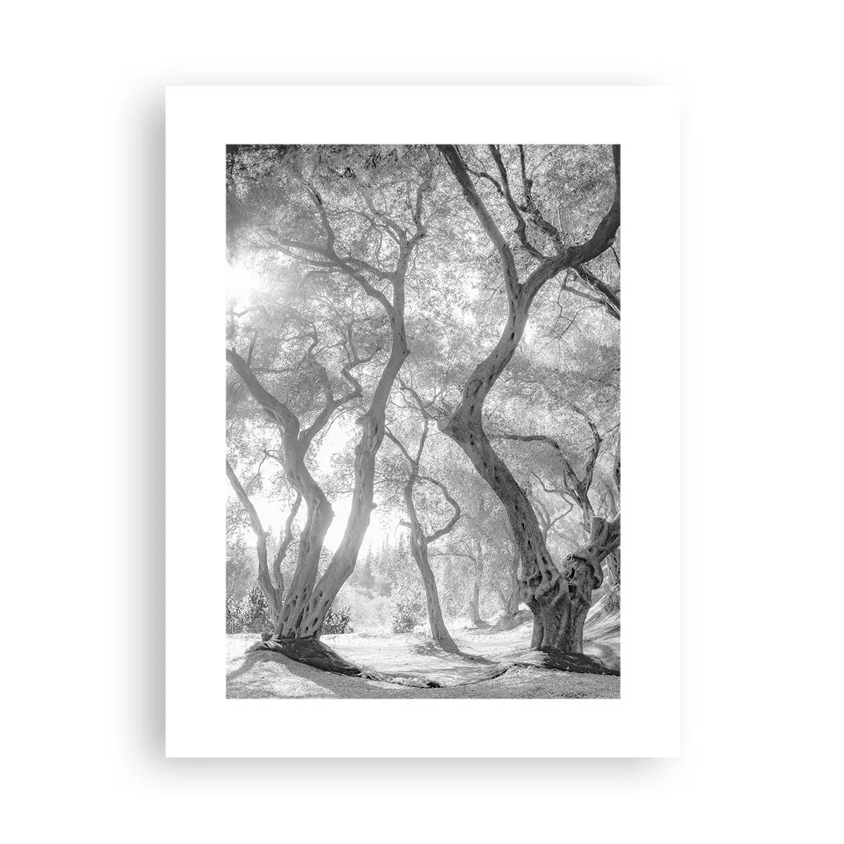 Pôster - No olival - 30x40 cm