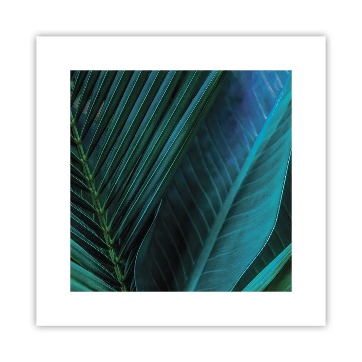 Pôster - Anatomia da vegetação - 30x30 cm