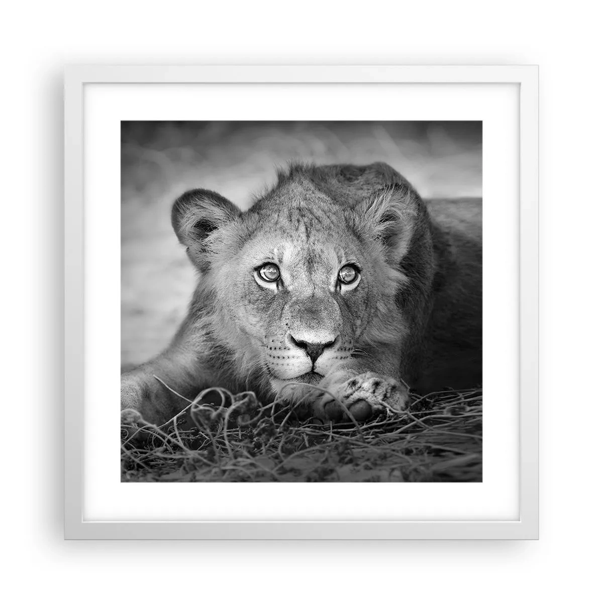 Pôster em moldura branca - Cachorro real - 40x40 cm