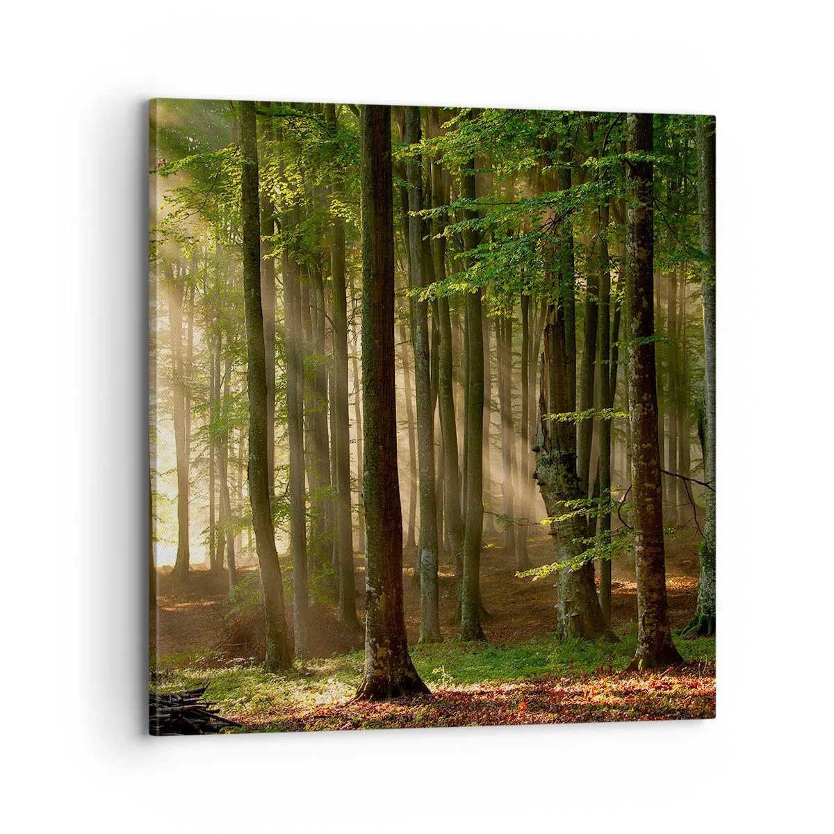 Quadro em tela - Radiante em uma manhã de primavera - 70x70 cm