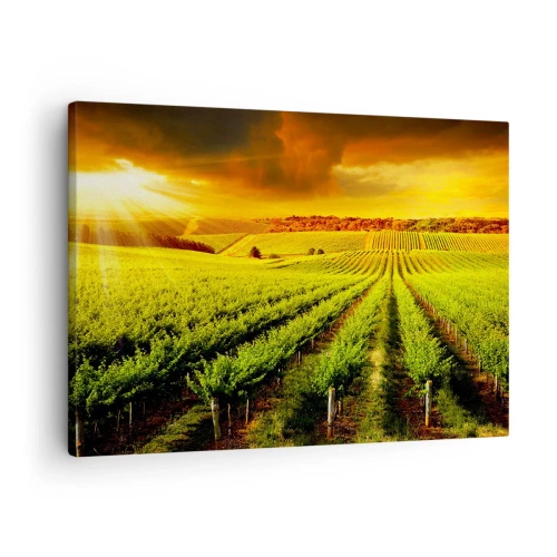 Quadro em tela - Vinhas douradas iluminadas pelos raios do sol - 70x50cm - Sob o sol australiano - Decoração de parede moderna para a sala de estar e quarto ARTTOR