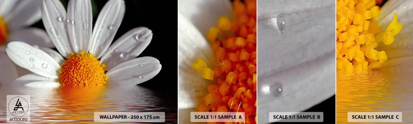 Amostra de Papel de Parede Standard Eco - As margaridas do sol nascente - Flor, Camomila, Natureza - 100x30 cm