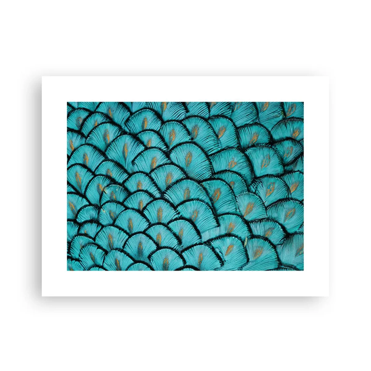 Pôster - A grande gala de penas - 40x30 cm