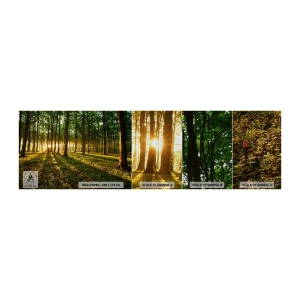 Amostra de papel de parede Premium Sand - Fotografia de todas as primaveras - Paisagem, Floresta, Natureza - 100x30 cm