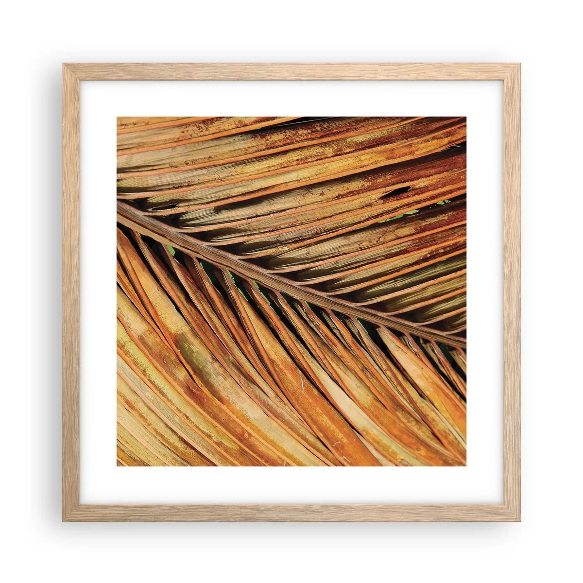 Pôster com moldura de carvalho claro - Ouro de coco - 40x40 cm