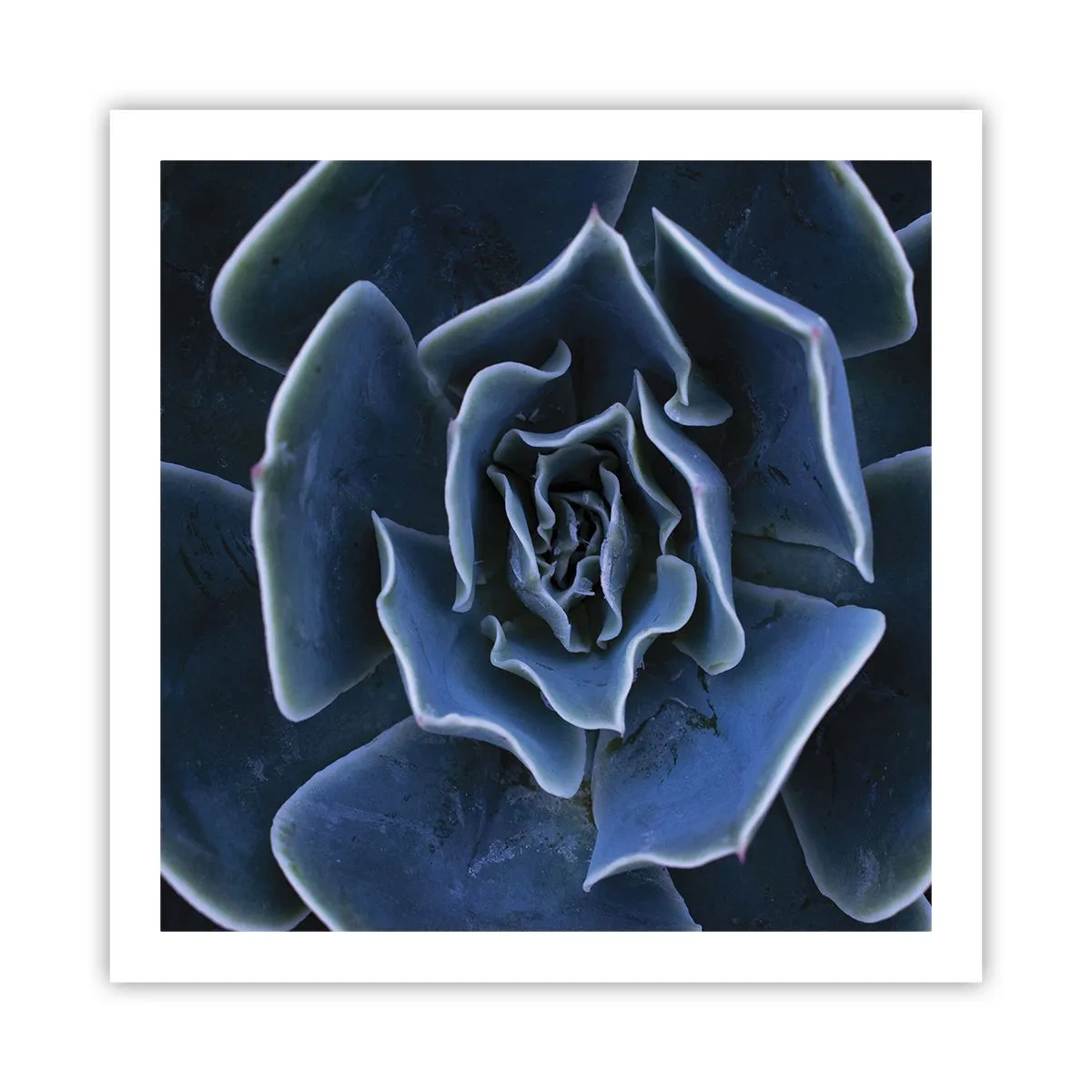 Pôster - Flor do deserto - 60x60 cm