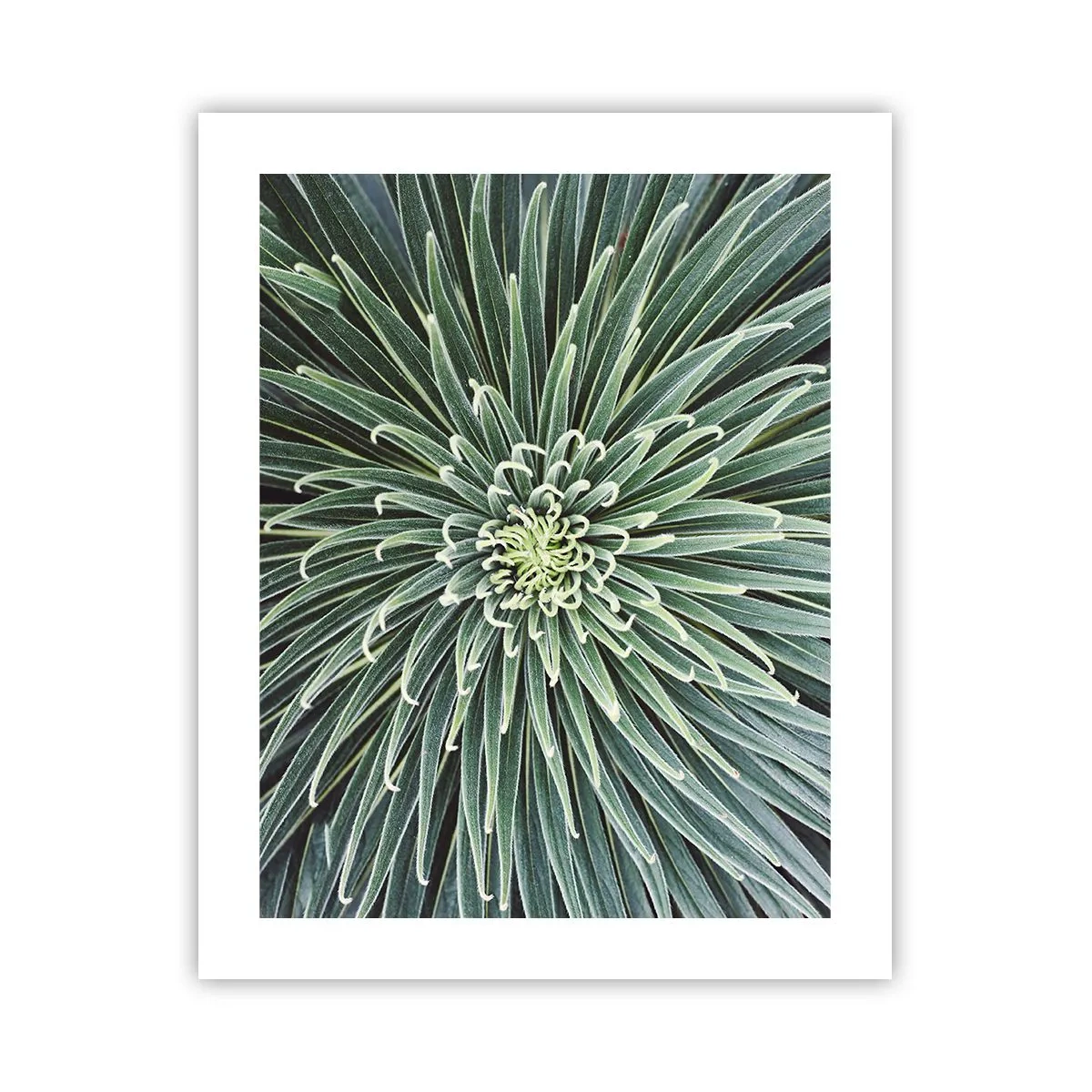 Pôster - Nasce uma estrela - 40x50 cm