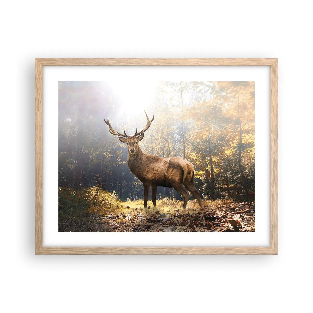 Pôster com moldura de carvalho claro - Em plena majestade - 50x40 cm