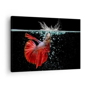Quadro em tela - Um betta magnífico na água contra um fundo escuro - 70x50cm - Tens três desejos - Decoração de parede moderna para a sala de estar e quarto ARTTOR